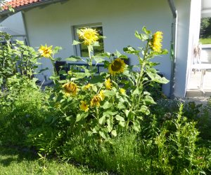 Blumen im Sommer